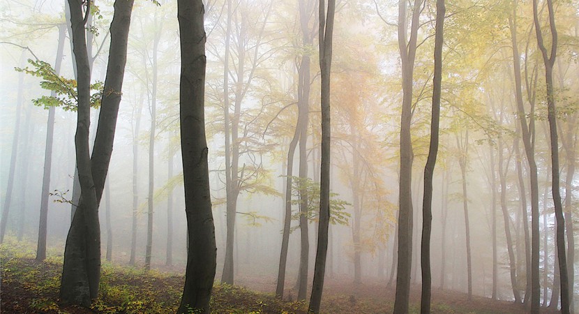 Forest in fog